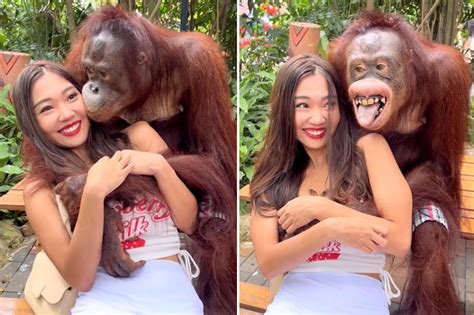 Orangutan flashes grin while groping womans breasts at。